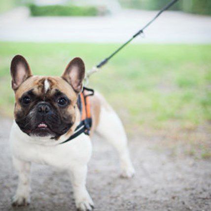 Prep Your Dog for Training!