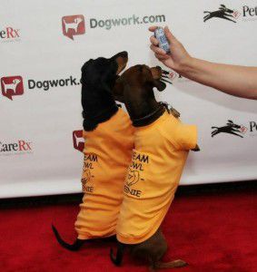 dog training