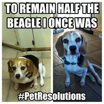 Winner of the #PetResolutions Giveaway!