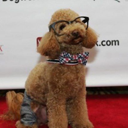 Image for National Dress Up Your Pet Day!