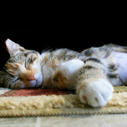 February is Spay/Neuter Awareness Month
