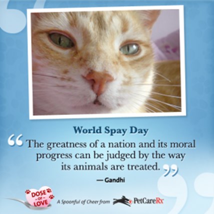 Celebrating World Spay Day