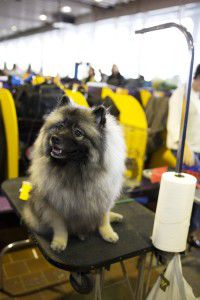 Promise the Keeshond
