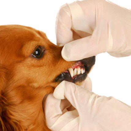 Catch Pet Health Problems at Home