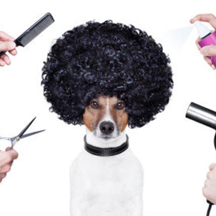 Dog Grooming Trends: From the Creative to the Wild