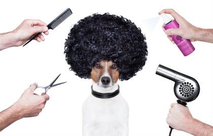 dog-grooming-trends