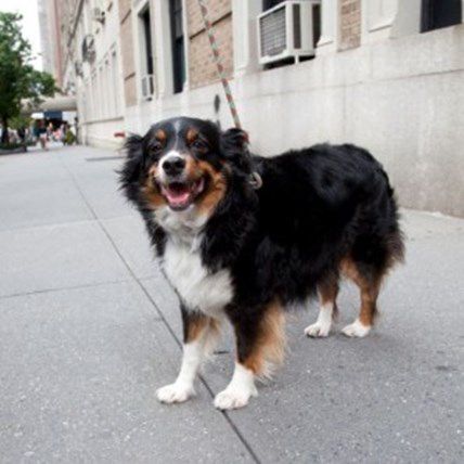 Image for National Walking the Dog Day: Discover 5 Reasons to Take Your Dog for a Walk