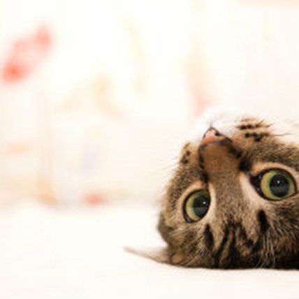 Myths About Spaying and Neutering Pets Debunked