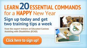 training-tips-blog-banner