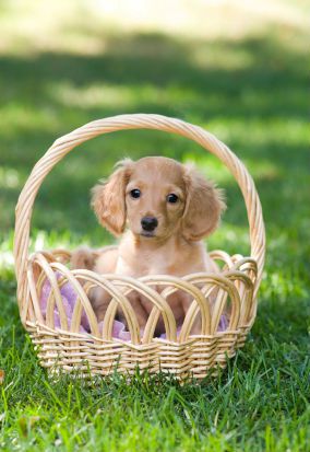 Easter-dog