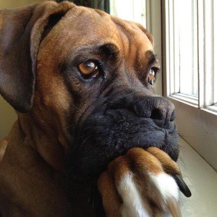 4 Pets who Are SO Over the Cold