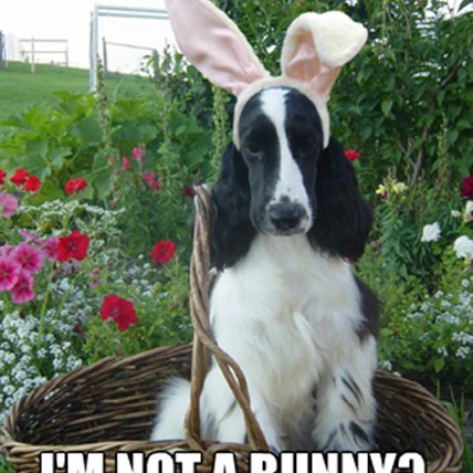Image for Happy Easter from PetCareRx!