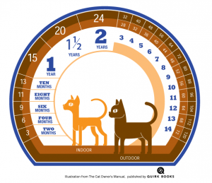 how do cats age compared to dogs