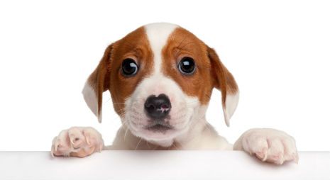dog-separation-anxiety