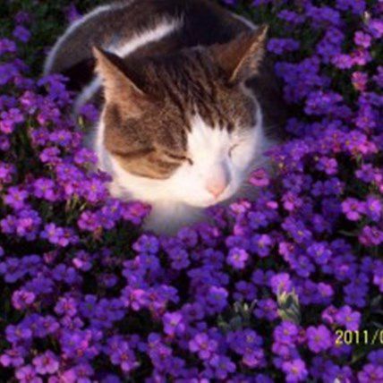 Image for Fan Photos from National Pet Day! 