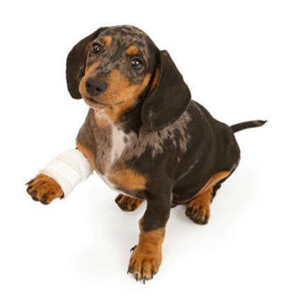 Image for Make a Plan! It's Pet First Aid Awareness Month