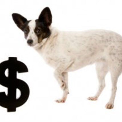 Law Counts Pets as Property, You Might Be Surprised Who Agrees
