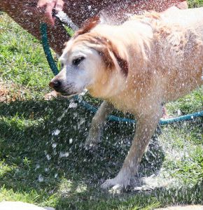 quick-dog-bath
