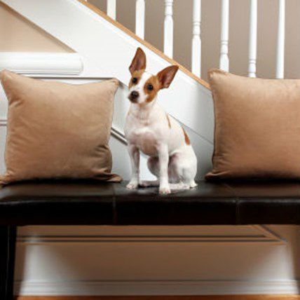 Image for A Pet Parent's Spring Cleaning Checklist
