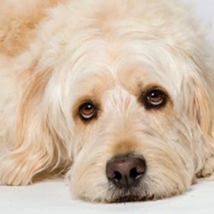 A Famous Dog, a Little-Known Disease: Bocker the Labradoodle and Lyme Disease
