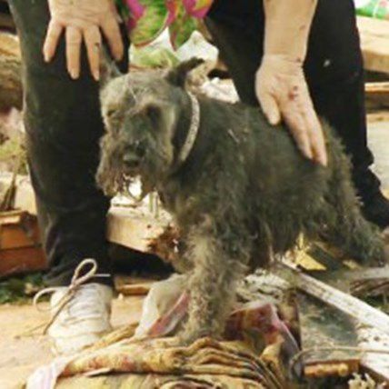 Miracle Dog Pulled from Rubble After Okla. Tornadoes
