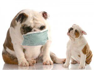 dog-infections-antibiotics