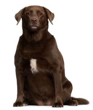 dog-weight