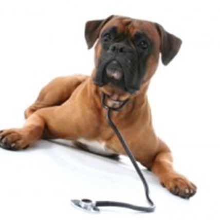 Image for Are Dogs Better Off in Some States?