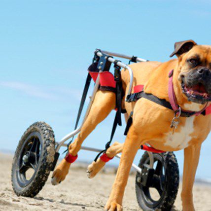 Disabled Pets Day: Celebrating Specially-Abled Pets!