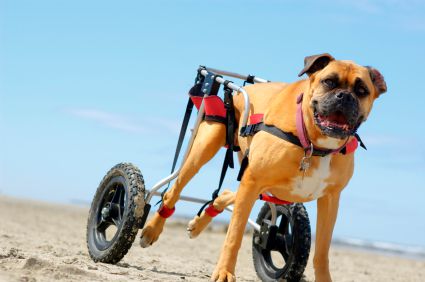 disabled dog