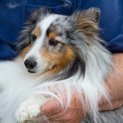 dog shedding more than usual
