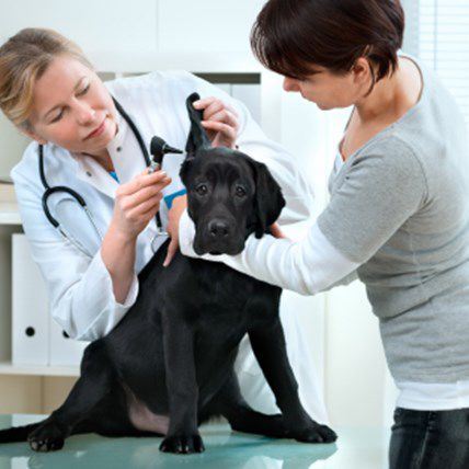 Top 10 Dog and Cat Illnesses in 2012