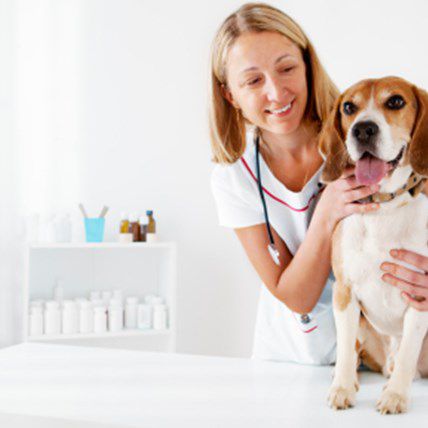 National Pet Week: Promoting Responsible Pet Ownership