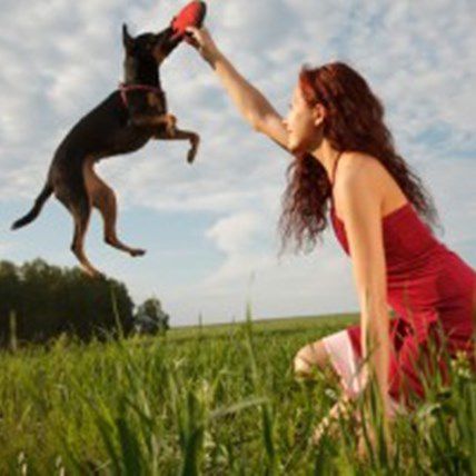 PetCareRx Deal of the Week: Companion Promise Joint Health