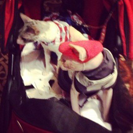 Social Media Unleashed! PetCareRx Attends the 5th Annual BlogPaws