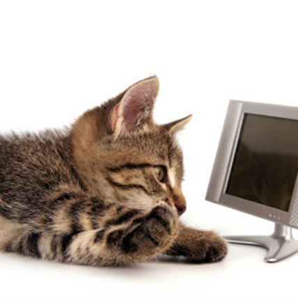 YouTube Charging for Videos: Will Your Favorite Pet Videos Be Affected?