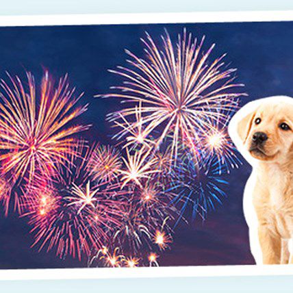 Image for Here Comes Max! A Puppy's Fourth of July