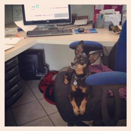 Celebrating Take Your Dog to Work Day! 