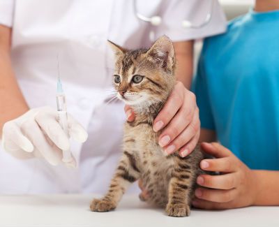 cat-vaccinations