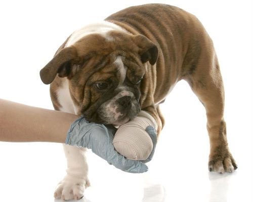 Do You Know Your Dog Antibiotics? | PetCareRx