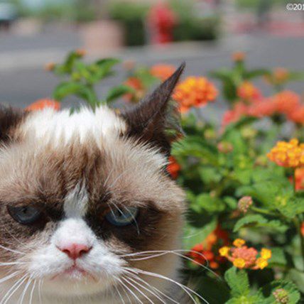 A Grumpy Cat Movie is in the Works: Best or Worst Idea Ever? | PetCareRx