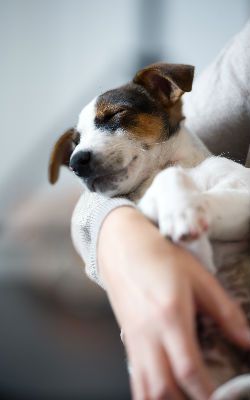 hug-dog-boarding