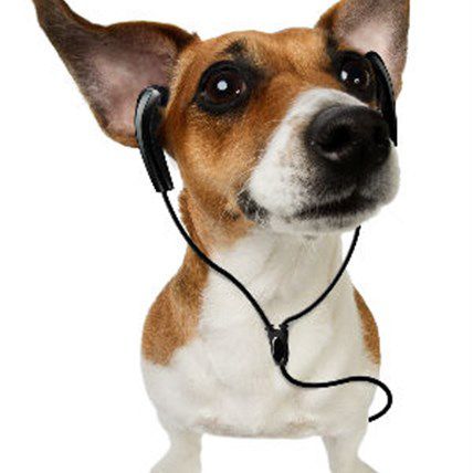 Tune In to Tune Out Ticks: Our 'Tickitude' Recommendations on Pet World Insider Radio