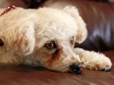 poodle-dog-boarding