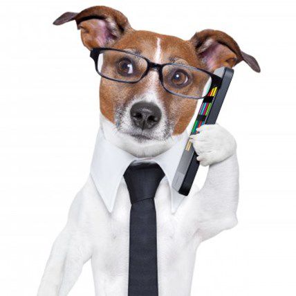 The Whistle Dog Collar and the Age of the iDog