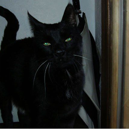 Image for My First Pet: Timmy Means Trouble (Or So He'd Have You Think)