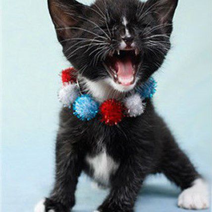 Celebrating Independence Day with PetCareRx! 