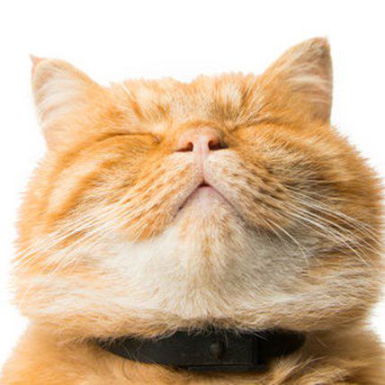 The Top 5 Facts About Cats You Didn't Know