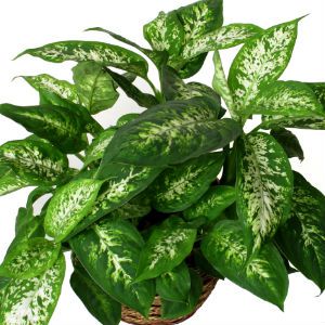 Diffenbachia