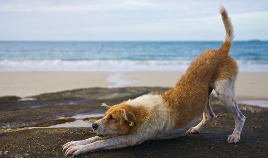 Doga_Pic